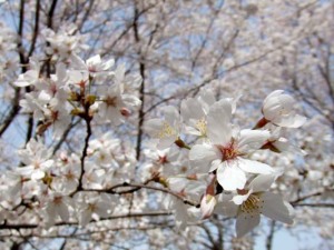 香澄の桜